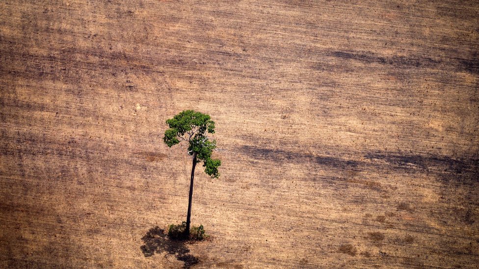 La cuenca del río Amazonas es una de las zonas más afectadas del mundo. Foto:Getty Images