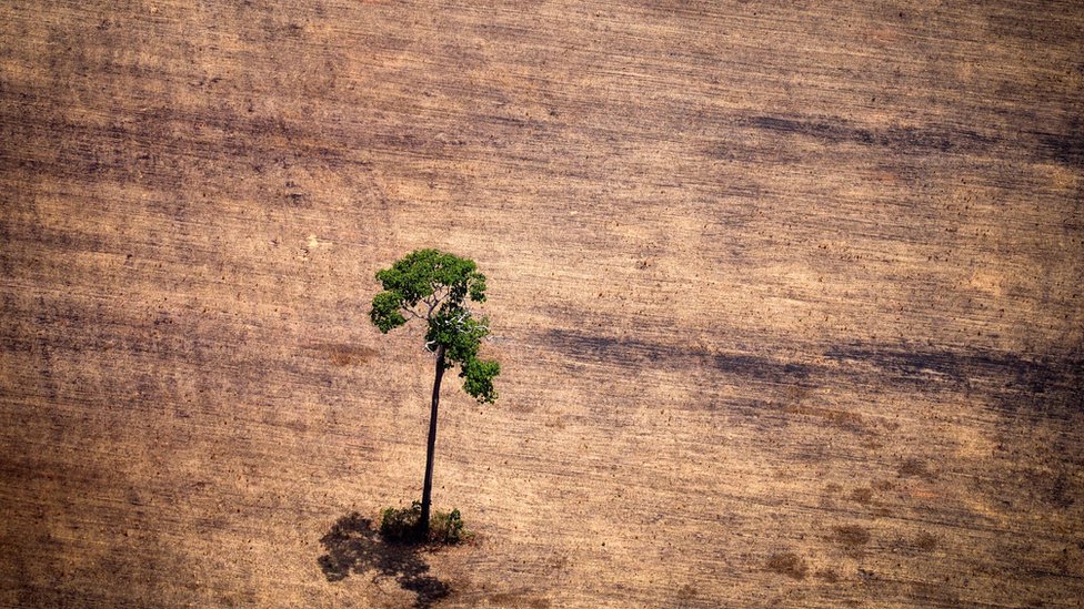 Deforestación: cuáles son los países más deforestados del mundo y cuántos son los de América Latina