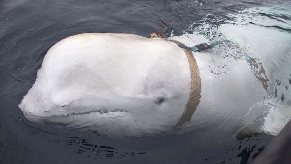 Un pescador de la zona ayudó a remover el arnés del cuerpo de la ballena. EPA