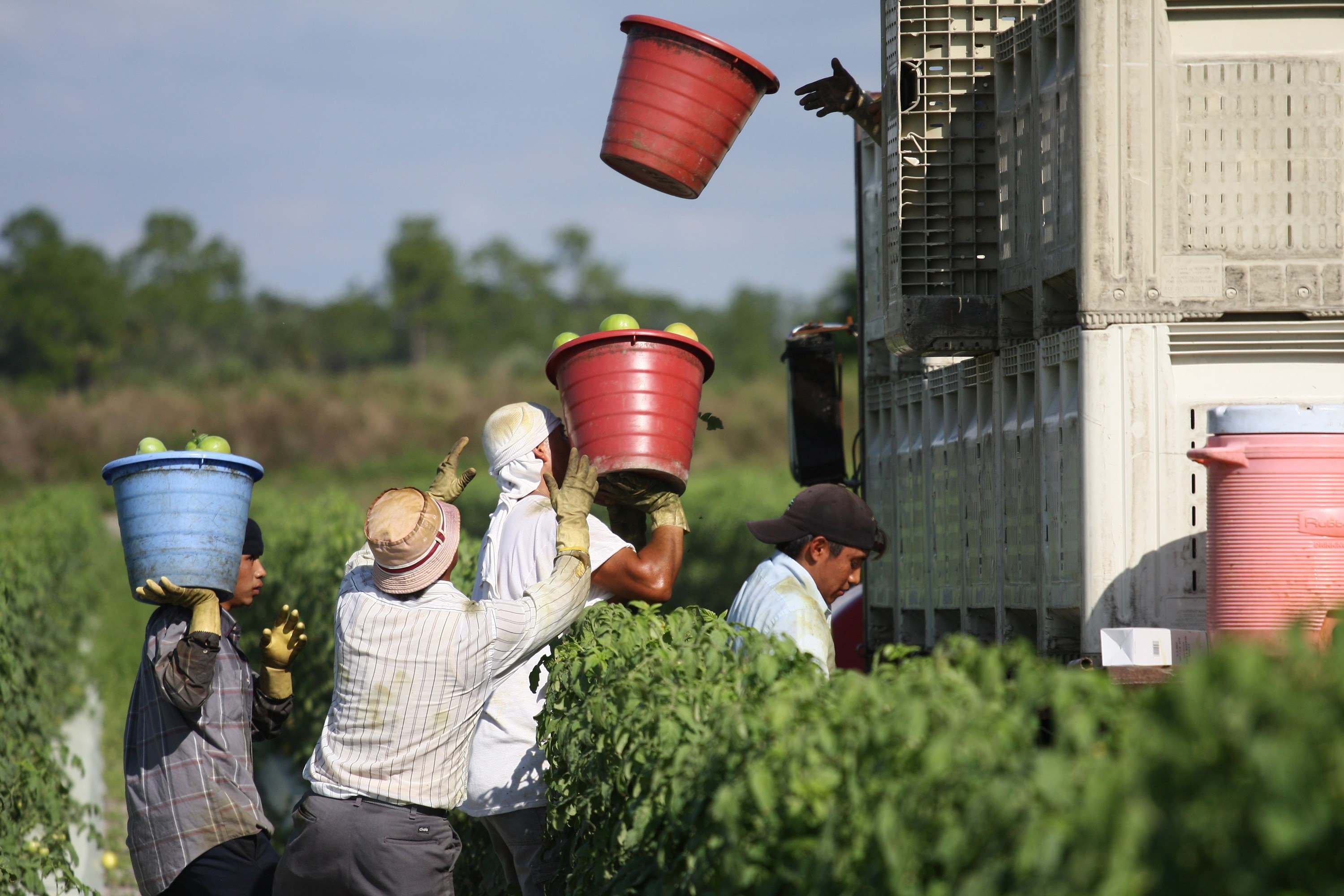 Los guatemaltecos son requeridos pro empresas de EE. UU. para actividades agrícolas. (Foto Prensa Libre: Hemeroteca PL)