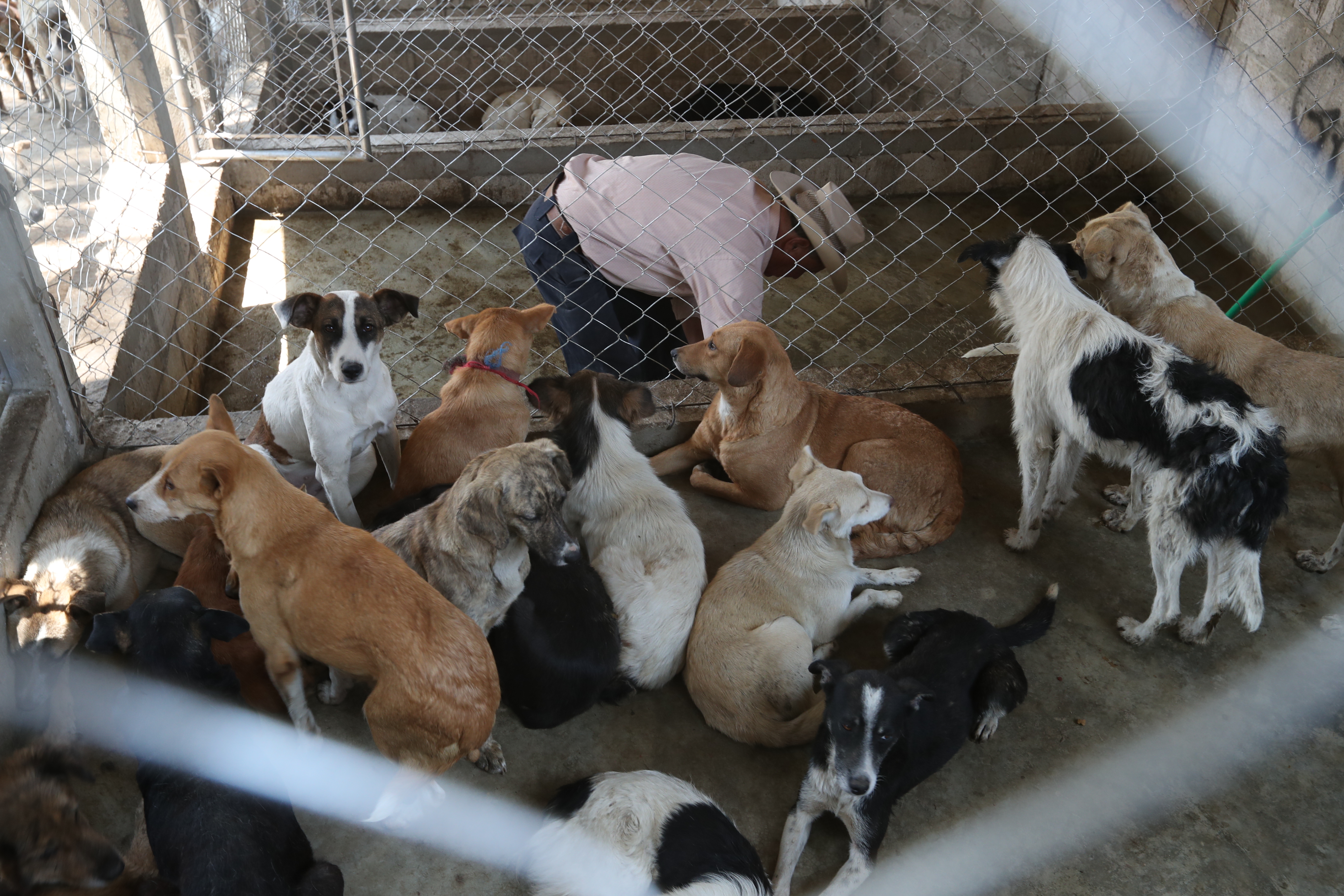 Unos 50 perros de la calle fueron trasladados a la perrera municipal en San Juan Ostuncalco. (Foto Prensa Libre: Mynor Toc)