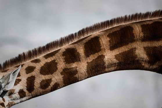 El mamifero terrestre más alto del mundo y al mismo tiempo el más reconocible. La Jirafa está en peligro de extinción debido a su caza inmoderada en África. Foto Prensa Libre: AFP 