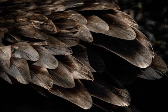 Así es el plumaje de un ave que se alimenta de  animales muertos, de esta forma lo cuentan las plumas del Buitre. Foto Prensa Libre: AFP 