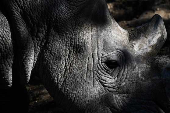 Los rinocerontes tienen un agudo sentido del olfato y un oído sensible, pero una mala vista. Foto Prensa Libre: AFP 
