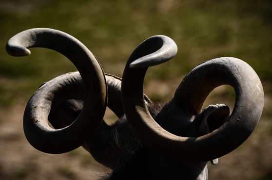 La imagen nos muestra los cueros de un Kudu Mayor un antílope de las sabanas de Africa. Foto Prensa Libre: AFP