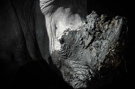 Existen cinco especies de rinocerontes: el blanco y el negro en África, el de Java, de la India y de Sumatra. Actualmente el de Sumatra y el de Java se encuentran en peligro crítico de extinción. Foto Prensa Libre: AFP
