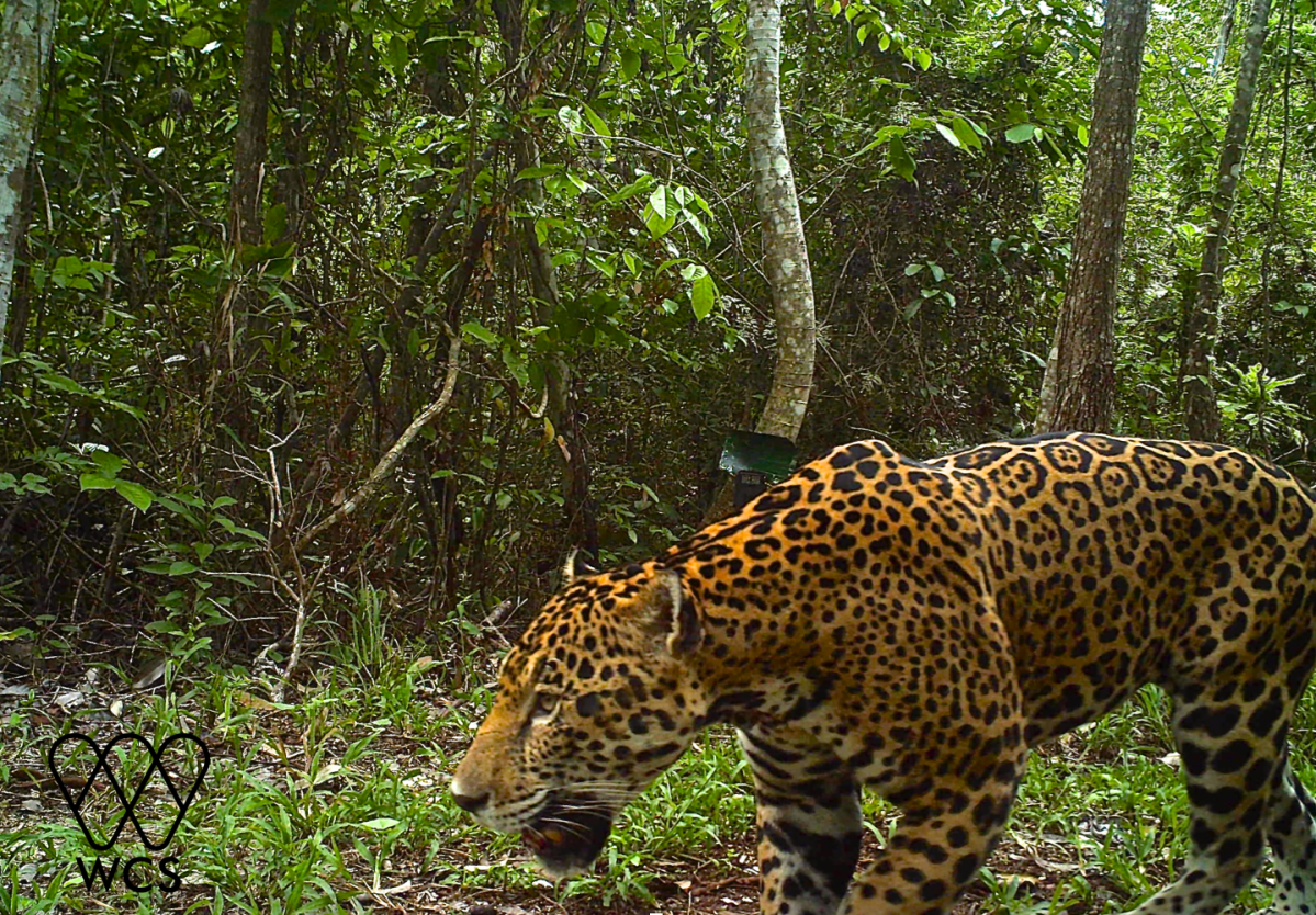 ¿Por qué la piel del jaguar tiene manchas?