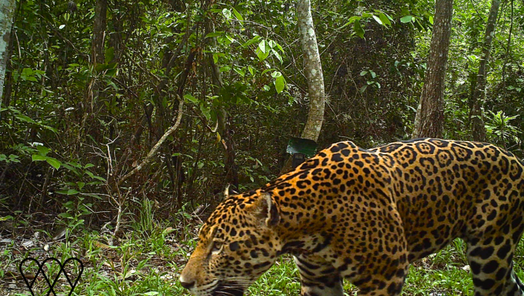 Cámaras instaladas en la selva petenera graban imágenes de los jaguares. (Foto Prensa Libre: Cortesía: Rony García-Anleu, WCS Guatemala).