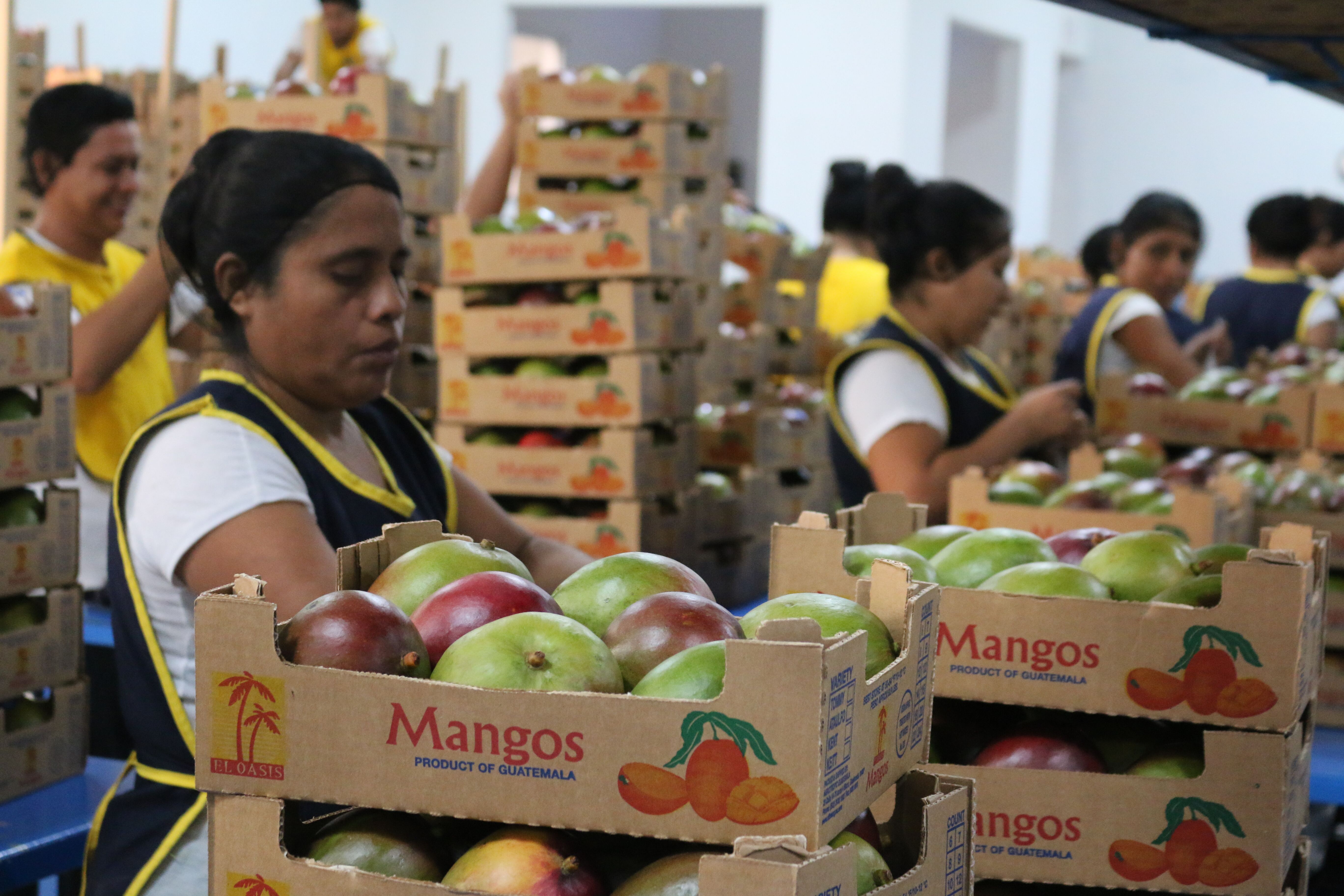 El cargamento de mango para el primer contenedor que se exportará a Chile se empacó esta semana. (Foto, Prensa Libre: Agexport).