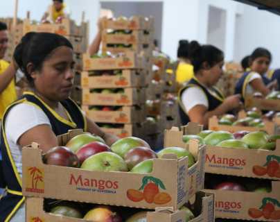 Guatemala enviará este miércoles su primer contenedor con mango fresco hacia el mercado chileno