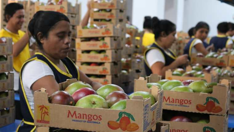 El cargamento de mango para el primer contenedor que se exportará a Chile se empacó esta semana. (Foto, Prensa Libre: Agexport).