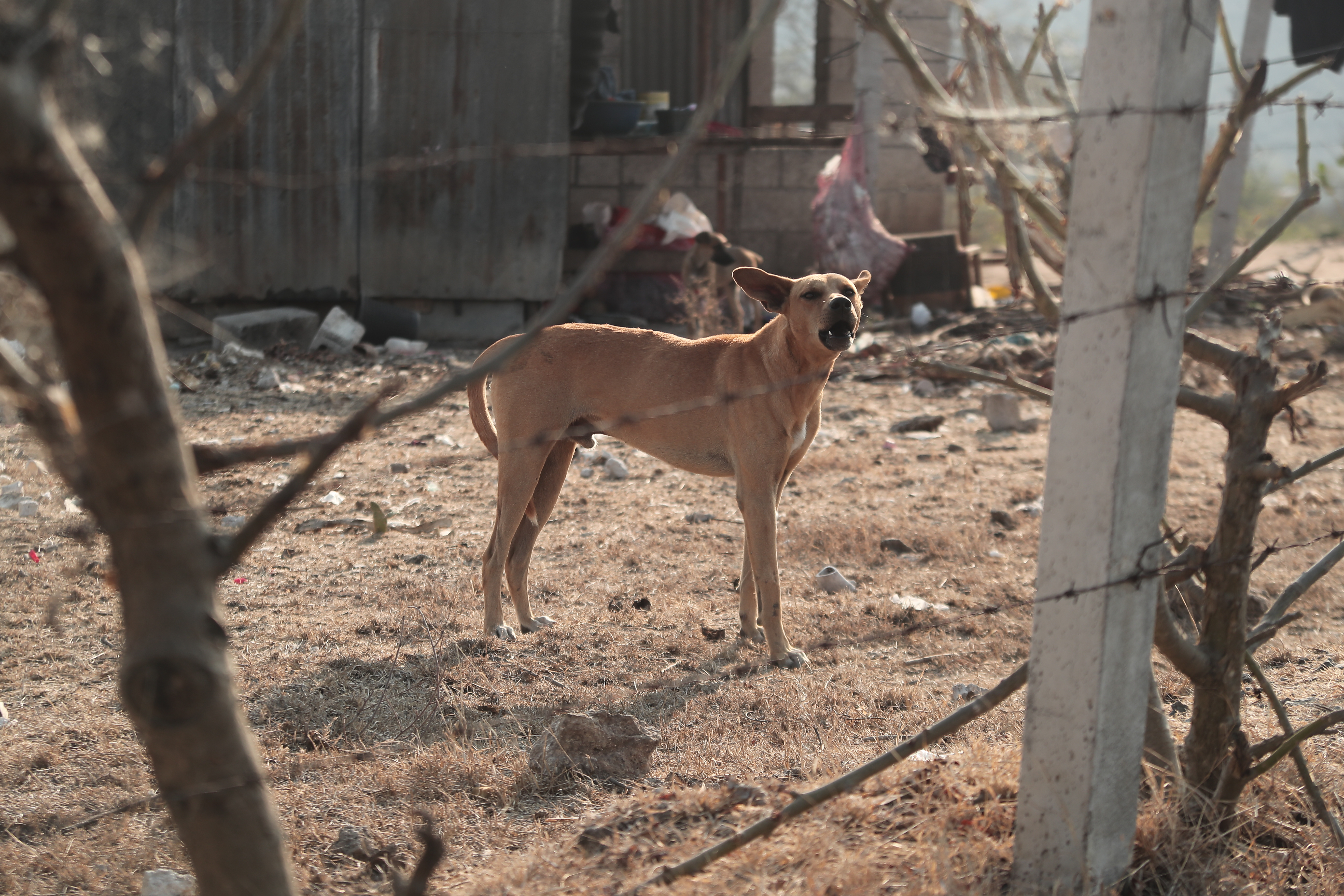 El Ministerio de Salud advierte de severas multas a quien comercialice carne de perro. (Foto Prensa Libre: Juan Diego González)
