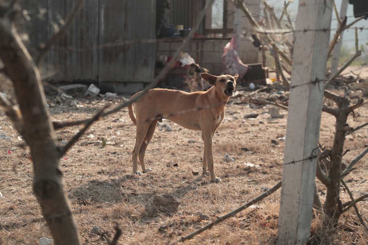 Continúan hallazgos de restos de perros en el área metropolitana