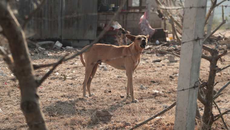 El Ministerio de Salud advierte de severas multas a quien comercialice carne de perro. (Foto Prensa Libre: Juan Diego González)