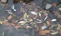 Peces muertos fueron localizados por pobladores a la orilla del río Xab, en El Asintal, Retalhuleu. (Foto Prensa Libre: Rolando Miranda).