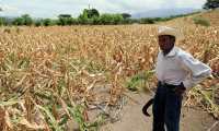 La escasez de lluvia golpea fuerte a la población que subsiste de la agricultura, y que el vale por Q200 que entregará el Maga para canjear por alimentos es su única esperanza. (Foto Prensa Libre: Hemeroteca PL)