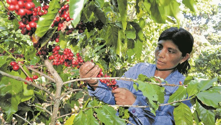 La demanda de créditos por parte de los productores de café se incrementó y el fideicomiso no puede cubrir los requerimientos, según el ministro de Agricultura. (Foto Prensa Libre: Hemeroteca) 