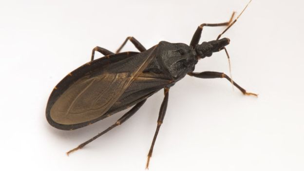 La enfermedad de Chagas es transmitida por un insecto de nombre vinchuca. (Foto Prensa Libre: Getty Images)