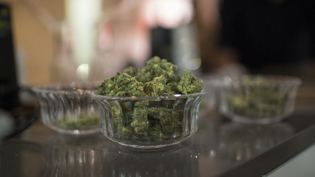 Según fuentes de la industria, hay más de 2 mil peticiones para abrir tiendas de cannabis en Ontario, Canadá. (Foto Prensa Libre: AFP)