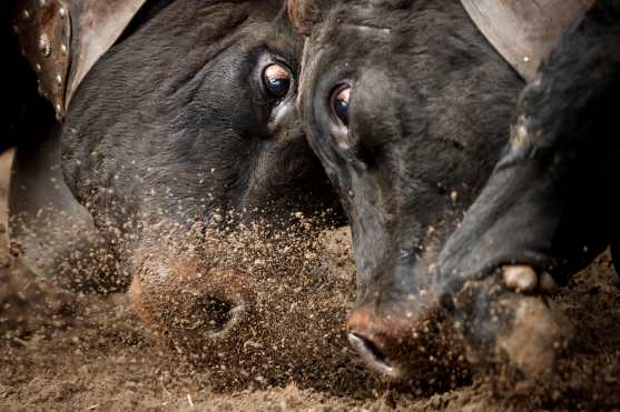 Dos vacas Herens chocan sus cuernos durante la ronda de clasificación de la final nacional de la raza d'Herens (Herens final de combate de vacas) en Aproz, Suiza. Foto Prensa Libre: EFE 