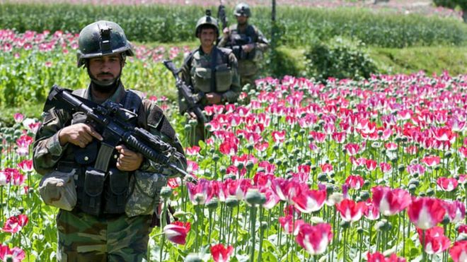Soldados pasan por un cultivo de flores de amapola en Afganistán. ALAMY