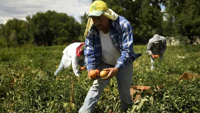 La primera oportunidad que se abriría con las visas de trabajo temporales es en el sector agrícola en Estados Unidos. (Foto Prensa Libre: Hemeroteca)