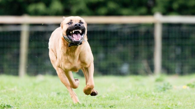 Las mordeduras de perros pueden causar significativas lesiones físicas y psicológicas. (Foto Prensa Libre: Getty Images)