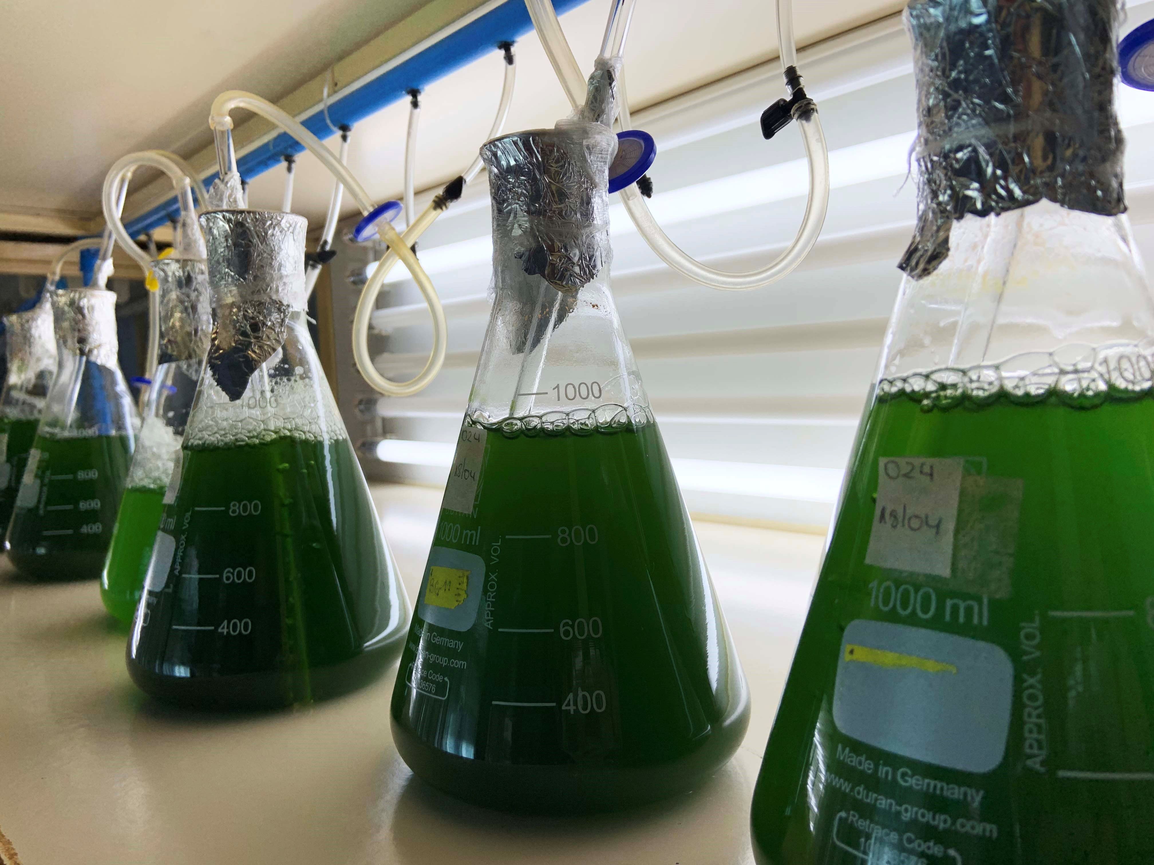 Las algas marinas han sido utilizadas para diversos estudios científicos debido a las propiedades que presenta. (Foto Prensa Libre: EFE)