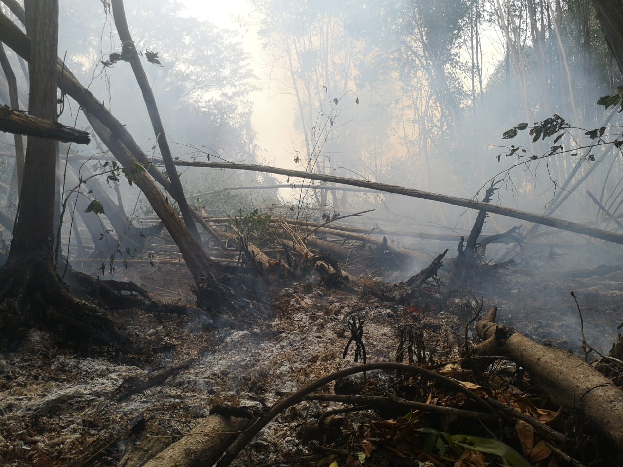 La restauración del bosque de mangle afectado por un incendio forestal en El Machón Guamuchal, Retalhuleu, llevará varios años. (Foto Prensa Libre: Cortesía Inab)