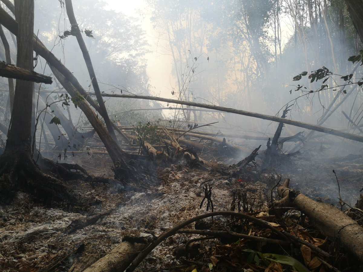 Bosque de mangle dañado por incendio en El Manchón Guamuchal necesitará 20 años para regenerarse