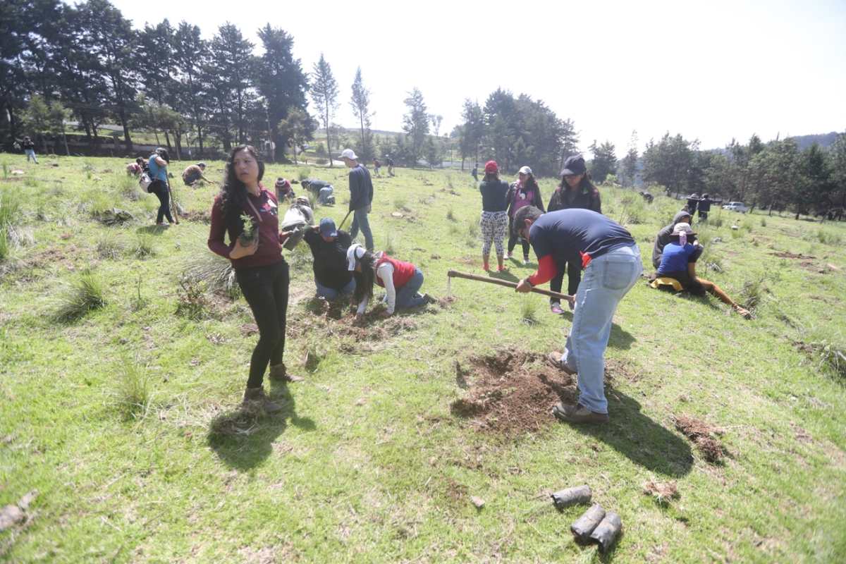 Estudiantes y catedráticos del Cunoc planean sembrar 15 mil árboles este año