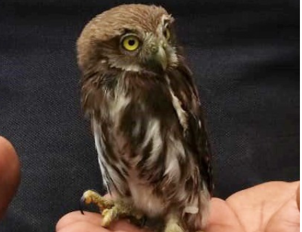 Aurora que fue rescatada de un árbol en Villa Nueva. (Foto Prensa Libre: Comuna de Villa Nueva). 