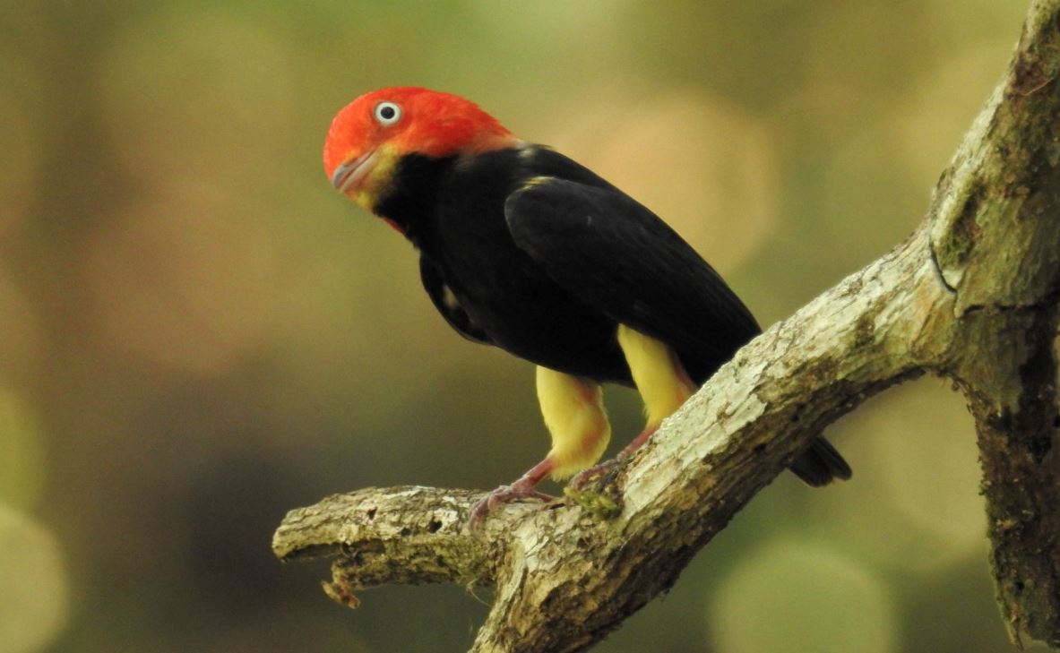 Las selvas de Petén son propicias para el avistamiento de aves. (Foto Prensa Libre: Francisco Asturias)