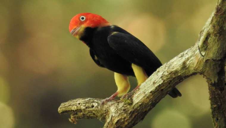 Las selvas de Petén son propicias para el avistamiento de aves. (Foto Prensa Libre: Francisco Asturias)
