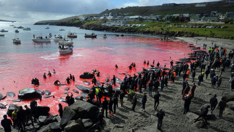 Cientos de cetáceos fueron masacrados en las costas de las Islas Feroe. Foto Prensa Libre: AFP)