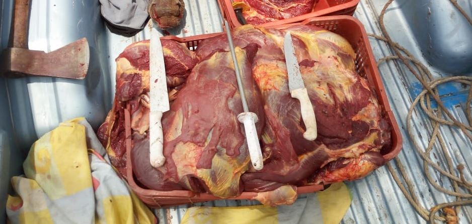 La carne del caballo destazado por los tres hombres fue guardada en cajas plásticas. (Foto Prensa Libre: PNC)