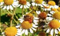 Para la conservación de las abejas, expertos sugieren no cortar las flores silvestres de los jardines. (Foto Prensa Libre: César Antonio Pérez)
