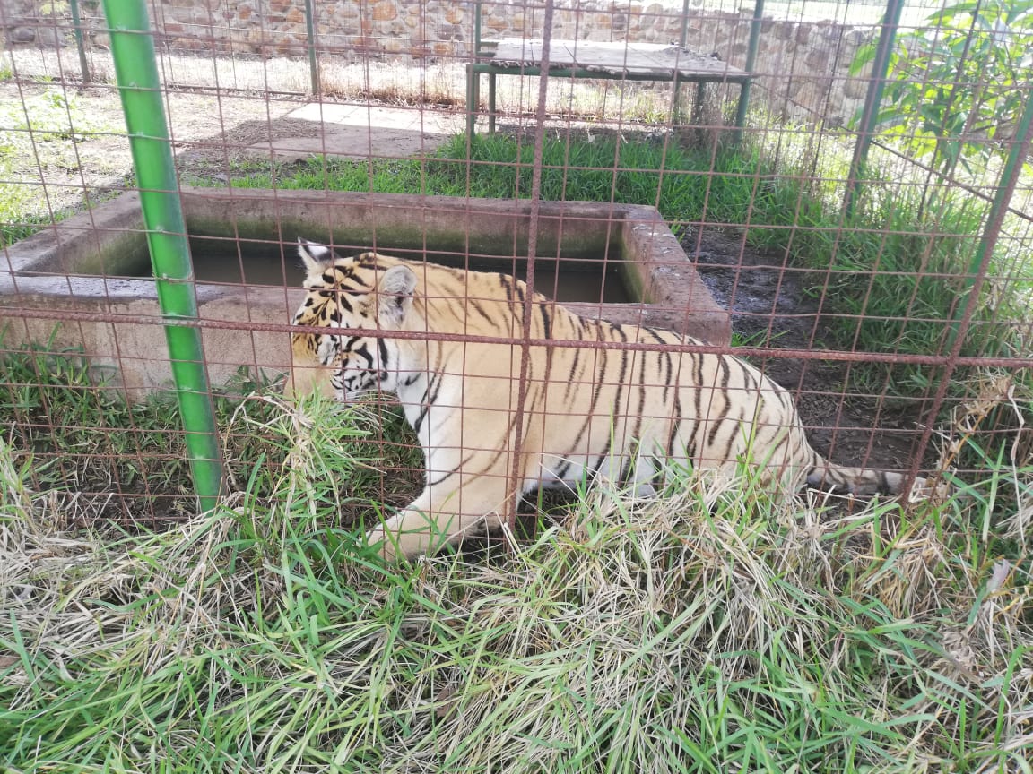 Tigre hallado en una vivienda en Jalpatagua. (Foto Prensa Libre: PNC).