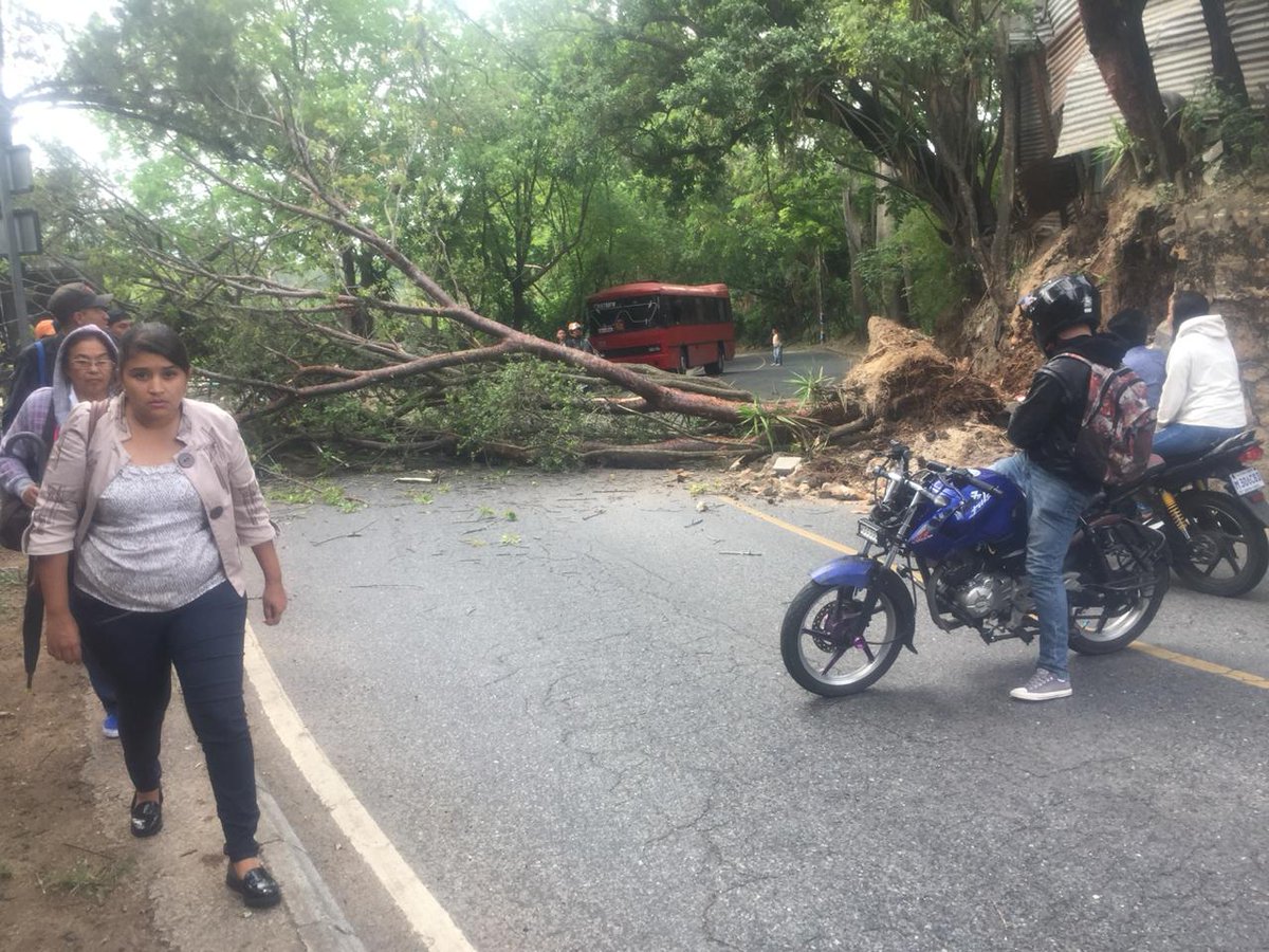 Árbol cayó en la 1 avenida y 4 calle de la colonia Santa Rosita, zona 16. (Foto Prensa Libre: Cortesía)