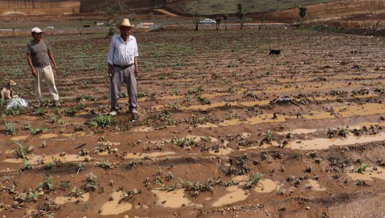 
Grandes extensiones de campos agrícolas fueron dañadas por el agua de lluvia que se acumuló en el Libramiento de Chimaltenango. (Foto Prensa Libre: Víctor Chamalé)
