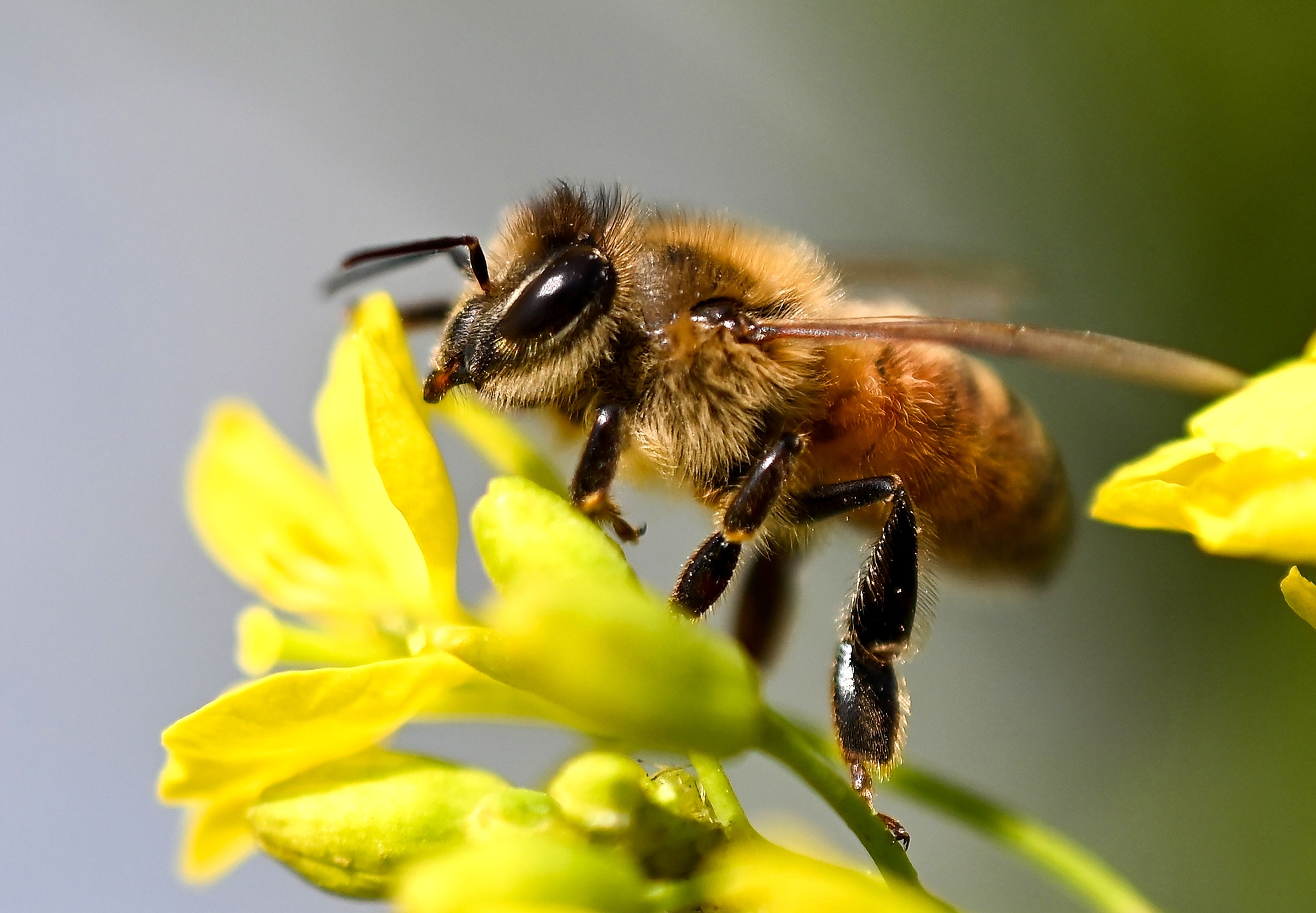 Los cultivos de los que depende la alimentación mundial están en riesgo por falta de abejas. (Foto Prensa Libre: AFP)