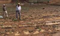 Grandes extensiones de campos agrícolas fueron dañadas por el agua de lluvia que se acumuló en el Libramiento de Chimaltenango. (Foto Prensa Libre: Víctor Chamalé) Grandes extensiones de campos agrícolas fueron dañadas por el agua de lluvia que se acumuló en el Libramiento de Chimaltenango. (Foto Prensa Libre: Víctor Chamalé) 