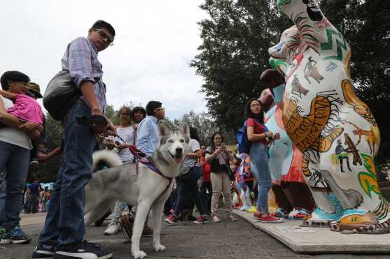 Luna, una perrita Huskie, también visitó la exposición esta sábado. Foto Prensa Libre: Óscar Rivas