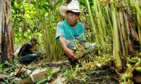 Ante la mejora de precios del cardamomo, productores amplían la cobertura de siembra en distintas áreas. (Foto Prensa Libre: Hemeroteca)