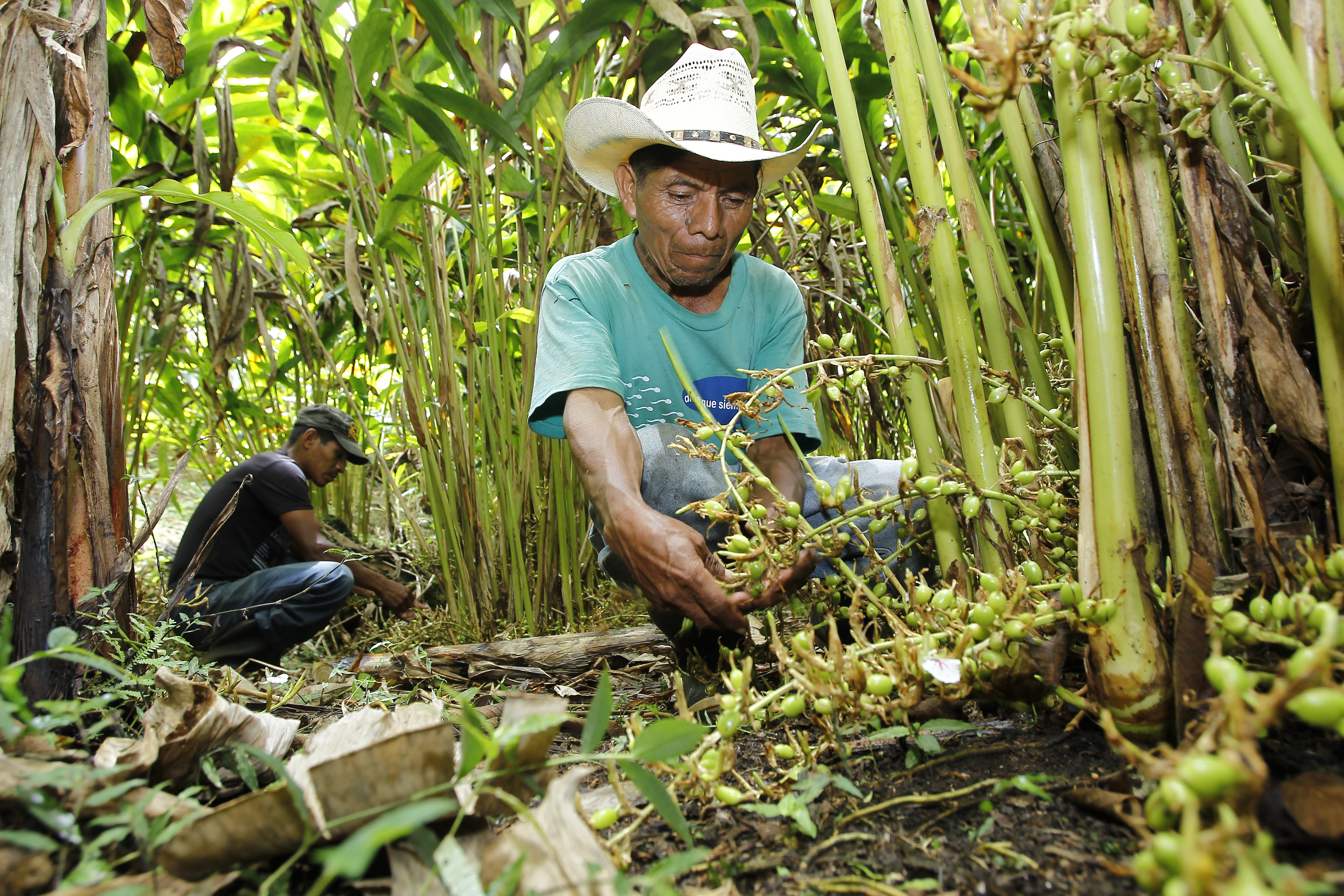Las exportaciones de cardamomo de Guatemala aumentaron en la cosecha que recién finalizó, debido a los problemas que registró India para atender el mercado del Medio Oriente.  (Foto Prensa Libre: Hemeroteca) 