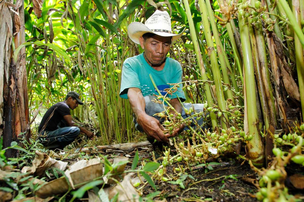 El cardamomo guatemalteco aprovecha ventaja y aumenta sus exportaciones
