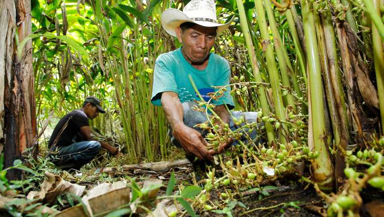 Las exportaciones de cardamomo de Guatemala aumentaron en la cosecha que recién finalizó, debido a los problemas que registró India para atender el mercado del Medio Oriente.  (Foto Prensa Libre: Hemeroteca) 