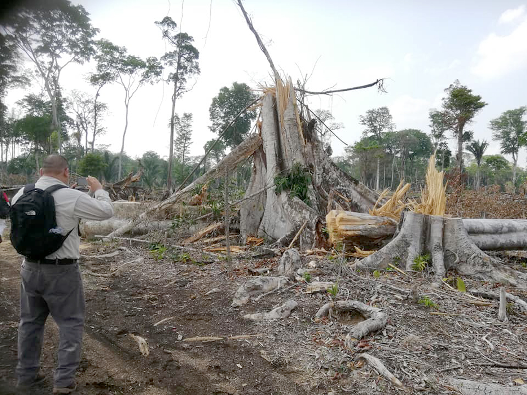 El sitio arqueológico Dos Pilas en Sayaxché, Petén, se encuentra en riesgo ante la tala ilegal, incendios forestales y el avance de la frontera agrícola. (Foto Prensa Libre: Dony Stewart)