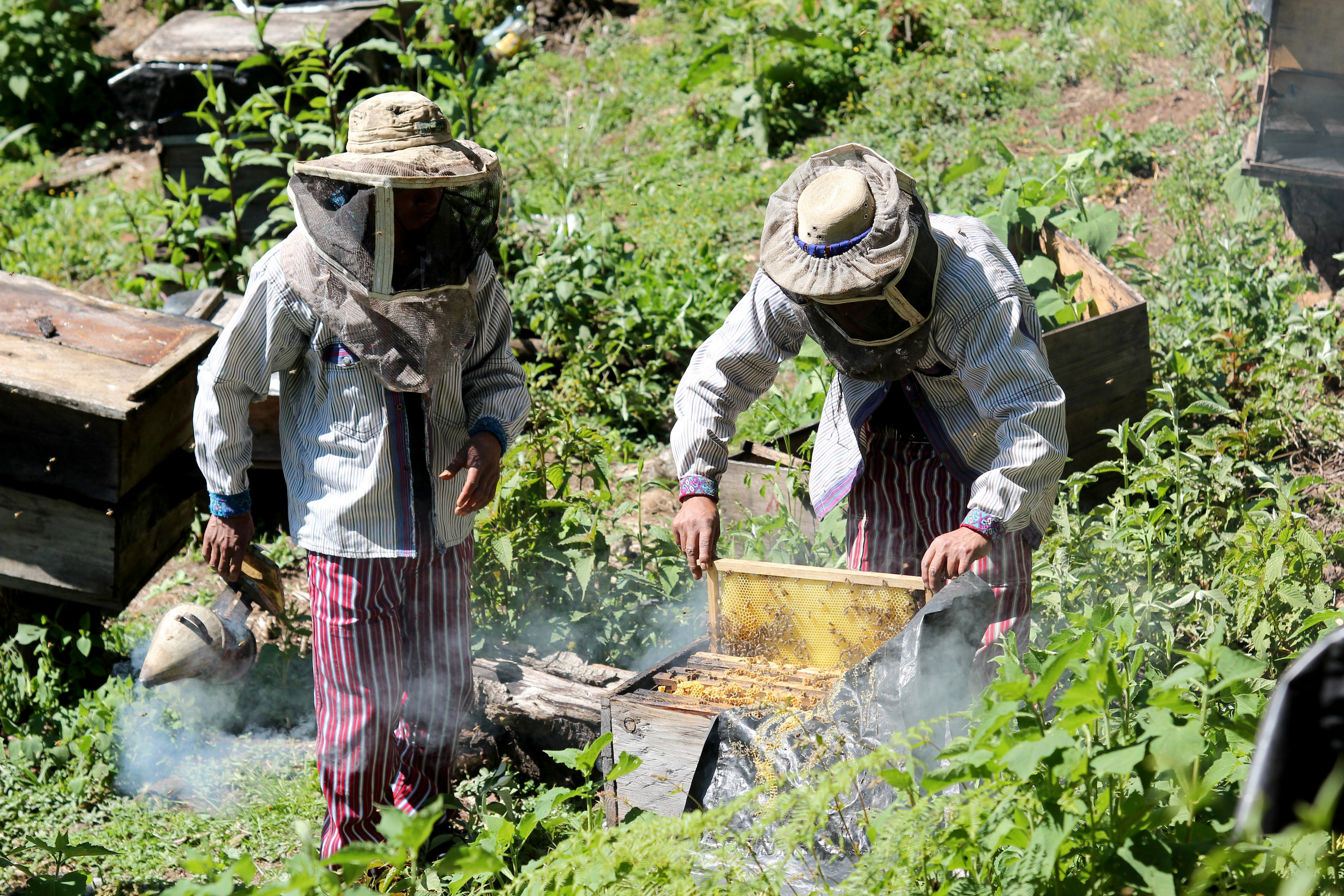 Apicultores trabajan en el cuidado de las colmenas, en Todos Santos Cuchumatán, Huehuetenango. (Foto Prensa Libre: Mike Castillo)
