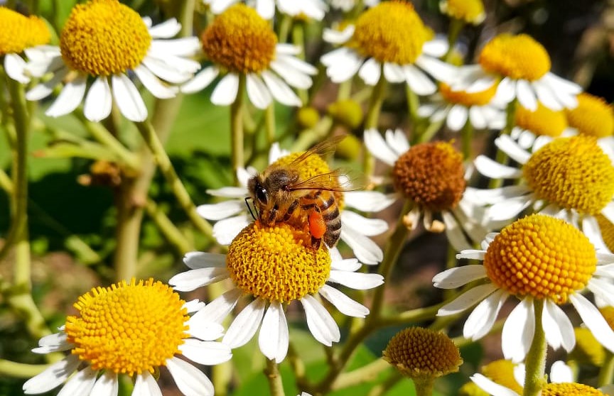 Bee Hub Guate, la iniciativa que lucha por conservar las abejas que  polinizan alimentos de consumo humano